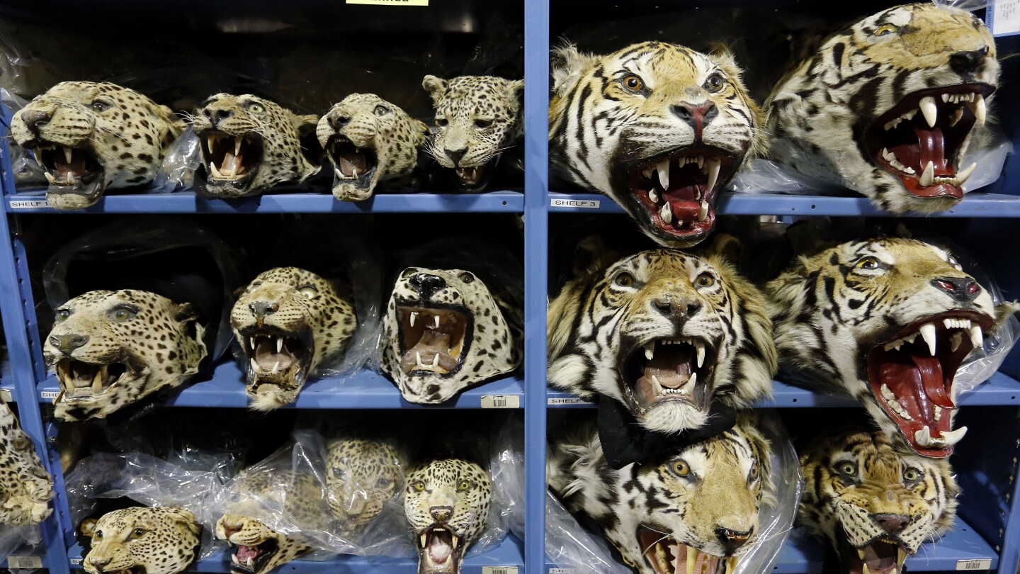 Authorities seize nine tigers monthly in worsening global trafficking crisis